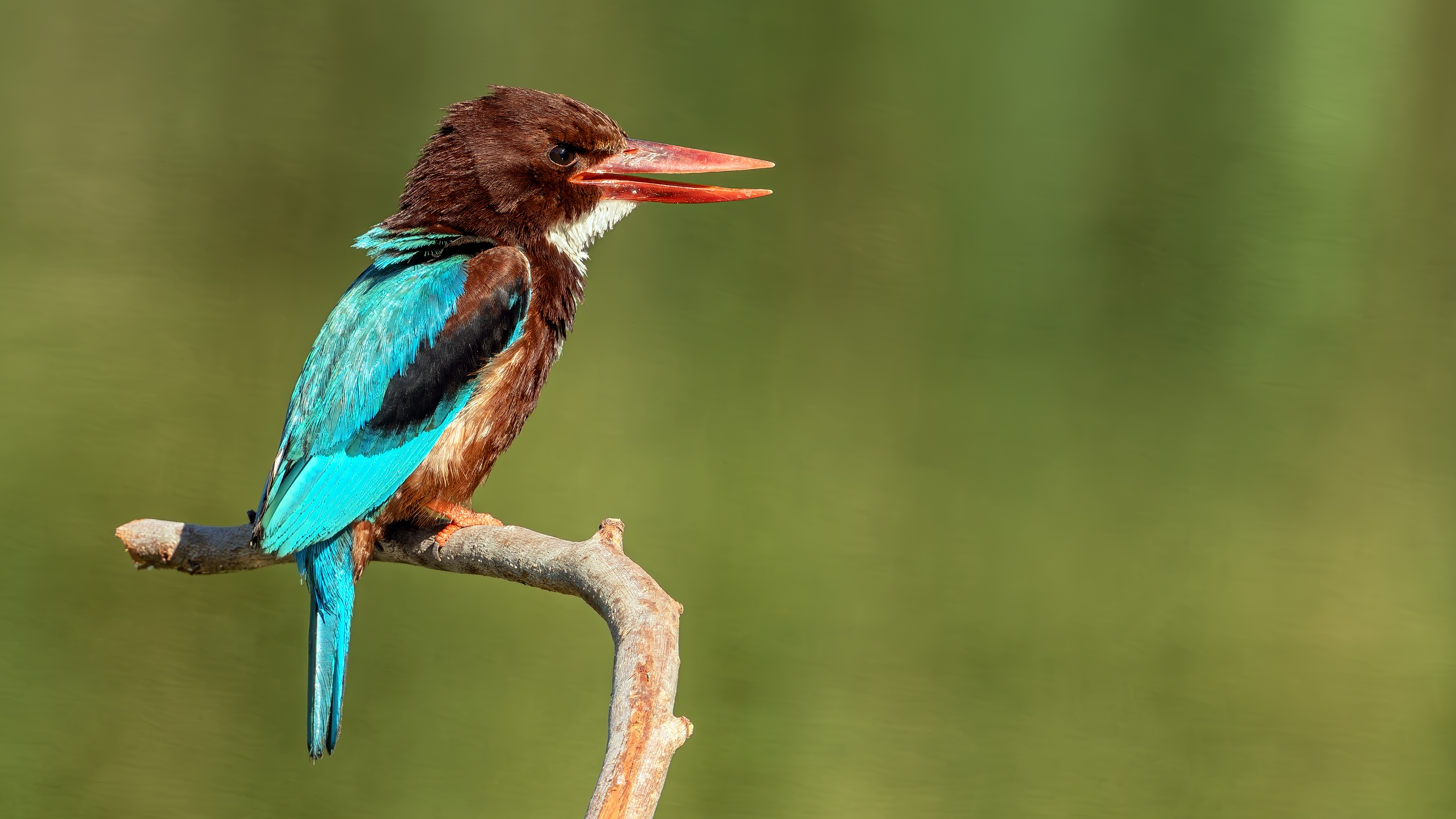 White-throated Kingfisher